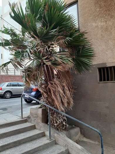 Imagen remitida por vecinos del estado de la palmera/TA.